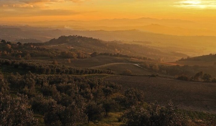 Italiaanse olijfgaard – Made in Italy